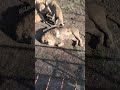 Львы в Тайгане Гирей отверг Сараби Shorts Animals Shortvideo Lions