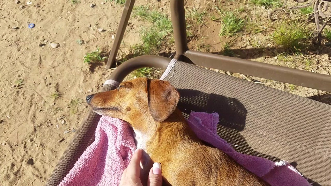 Dachshund being adorable - YouTube