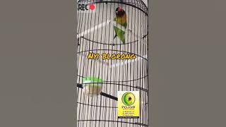 LB Nyi Blorong milik Mr.GK Betina Super Fighter Dengan Durasi Sepur