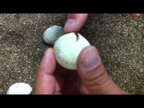 tarantula spider Tegu Hatching Craze