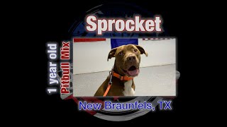 Sprocket's 15 Day Board & Train | Pitbull Mix | New Braunfels, TX | #bullybreed #dogtraining