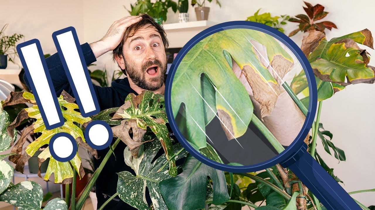 Macchie sulle foglie delle piante da appartamento: cosa fare? 😱