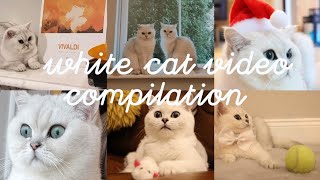 Catlover's compilation of funny & cute cat videos.   ❤ Nonstop cat content.