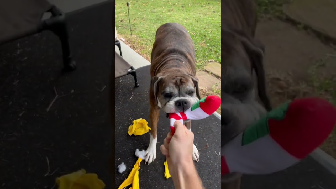 This girl loves to tug