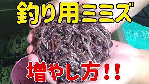 ミミズ Mp3