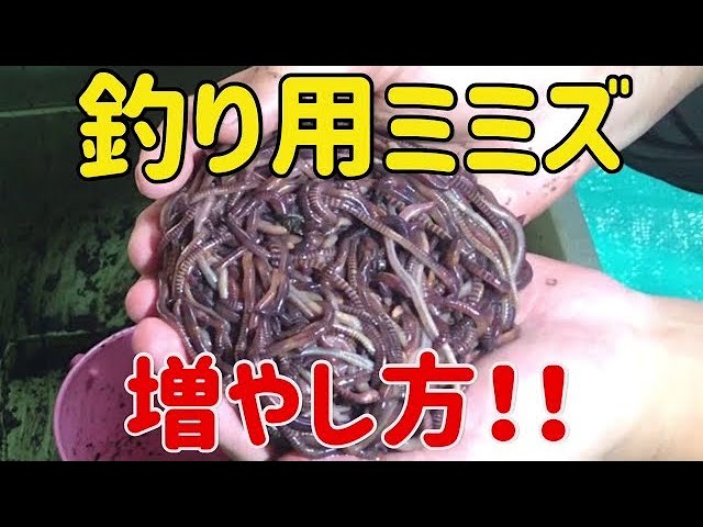 簡単にできる釣り用ミミズの増やし方 釣り餌を増やそう Youtube