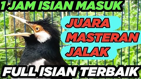 SUARA BURUNG JALAK SUREN GACOR FULL ISIAN EFEKTIF buat MASTERAN PANCINGAN JALAK AGAR CEPAT GACOR