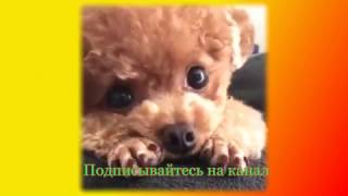Забавные животные видео Прикольное видео Создай себе хорошее настроение Забавные животные видео Прикольное видео Создай себе хорошее настроение