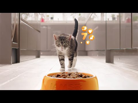Vidéo: Iams est-il une bonne nourriture pour chat ?