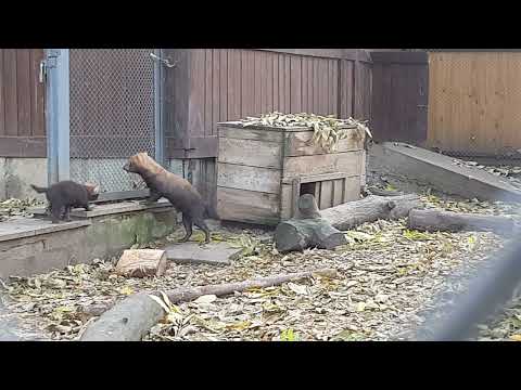 A family of bush dogs