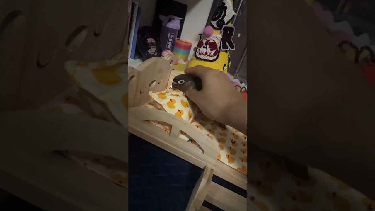 This parrot fell asleep in ten seconds under the care of its owner. #birds #parrot #parrots #pets