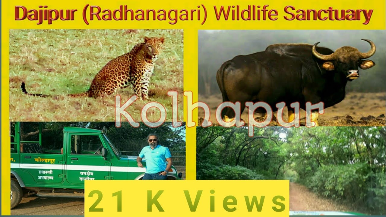 dajipur jungle safari timings