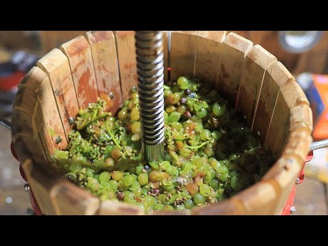 Videó: A legjobb szőlő házi borkészítéshez – melyik szőlőből készül bor
