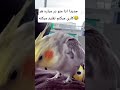 جدیدا هر کاری میکنم تقلید میکنه پرنده Birds طوطی Parrot عروس هلندی Pets 