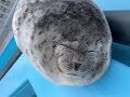 Fluffy Seal Smiles 