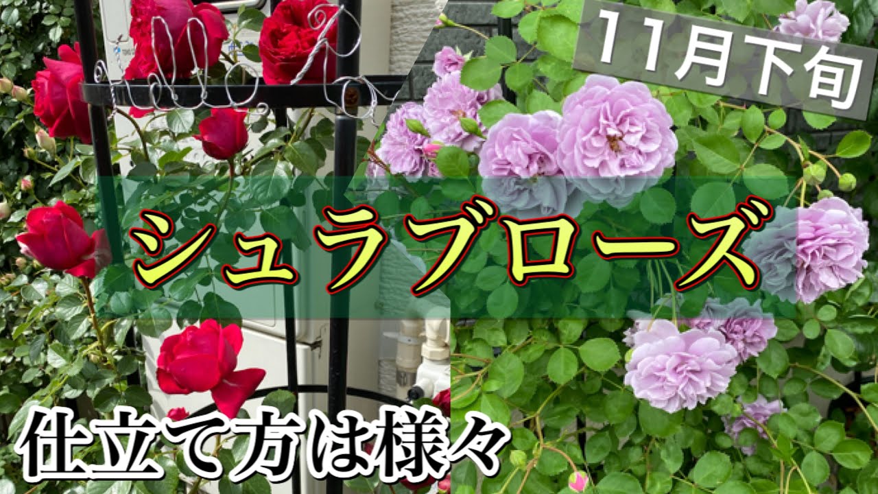 11月下旬 シュラブローズ仕立て方 品種によって仕立て方は色々 我が家のシュラブローズお見せします Youtube
