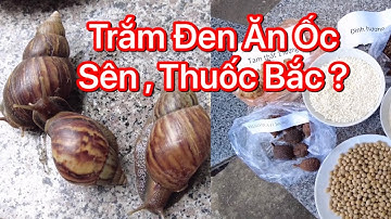 Hướng Dẫn Làm Mồi Câu Cá Trắm Đen Bằng Thuốc Bắc Không Phải Ai Củng Biết