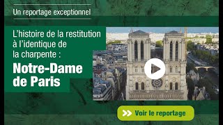 🌳Les racines de Notre-Dame de Paris : l'histoire de la restitution à l'identique de la charpente
