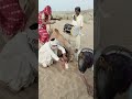 عرض قوي يجمع بين الرقص والطبل والحركات الغريبة عرض فني رقص طبل تراث فن شعبي