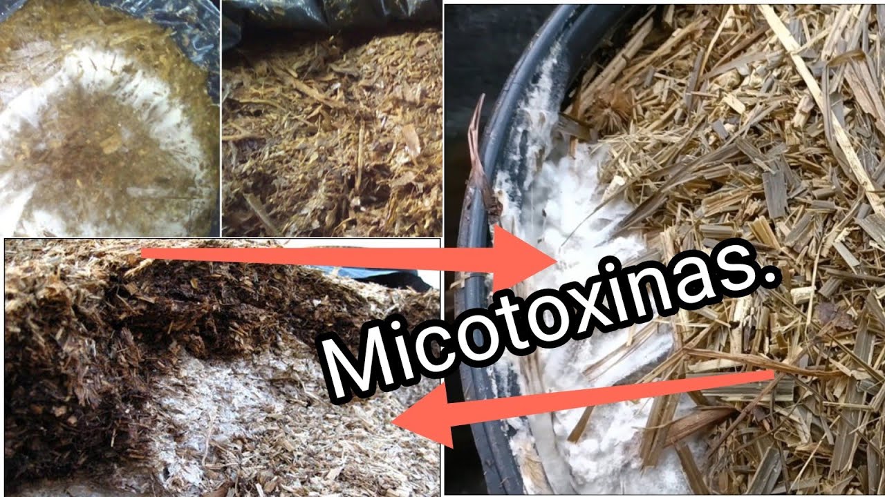 !Mucho cuidado con la presencia de contaminantes en el ensilaje!.