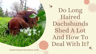 Do Long Haired Dachshunds Shed A Lot And How To Deal With It?