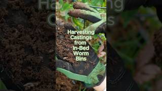 Harvesting worm castings from in-bed worm bins #vermicomposting
