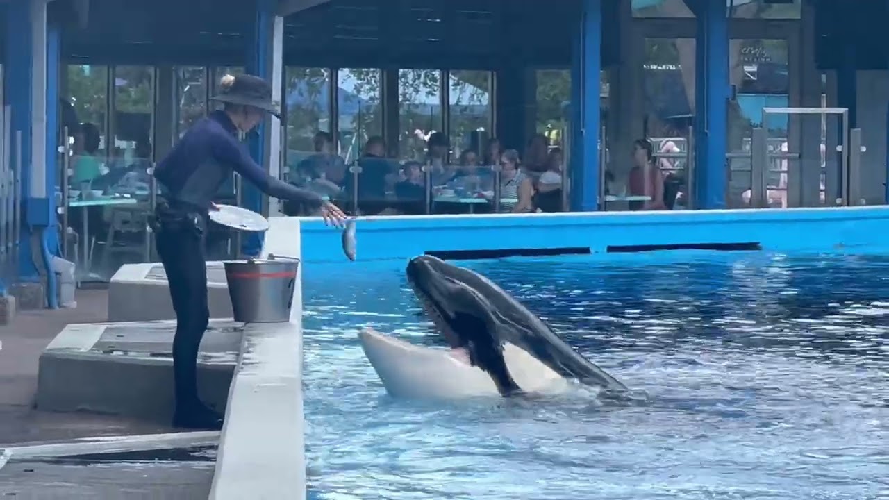 SeaWorld Orlando | Dine With Orcas Highlights Ft. Makaio 4K (7-6-22 ...