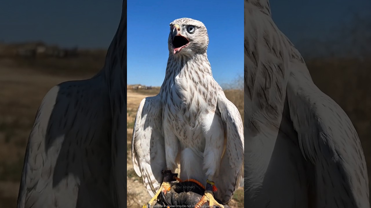 Why Falcons Wear Hoods on 14-Hour Flights? 🦅✈️ #viralvideo #dubai #animalfacts