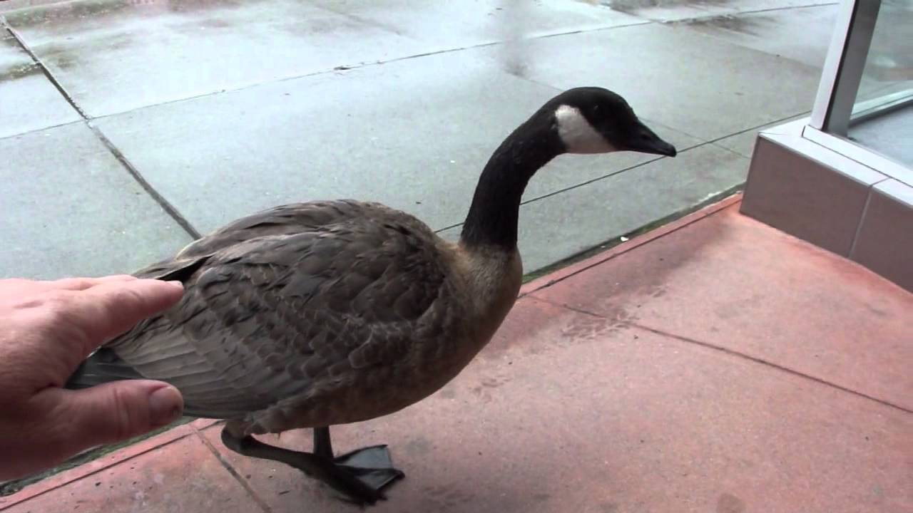 Crazy jaywalking goose almost gets cooked! 