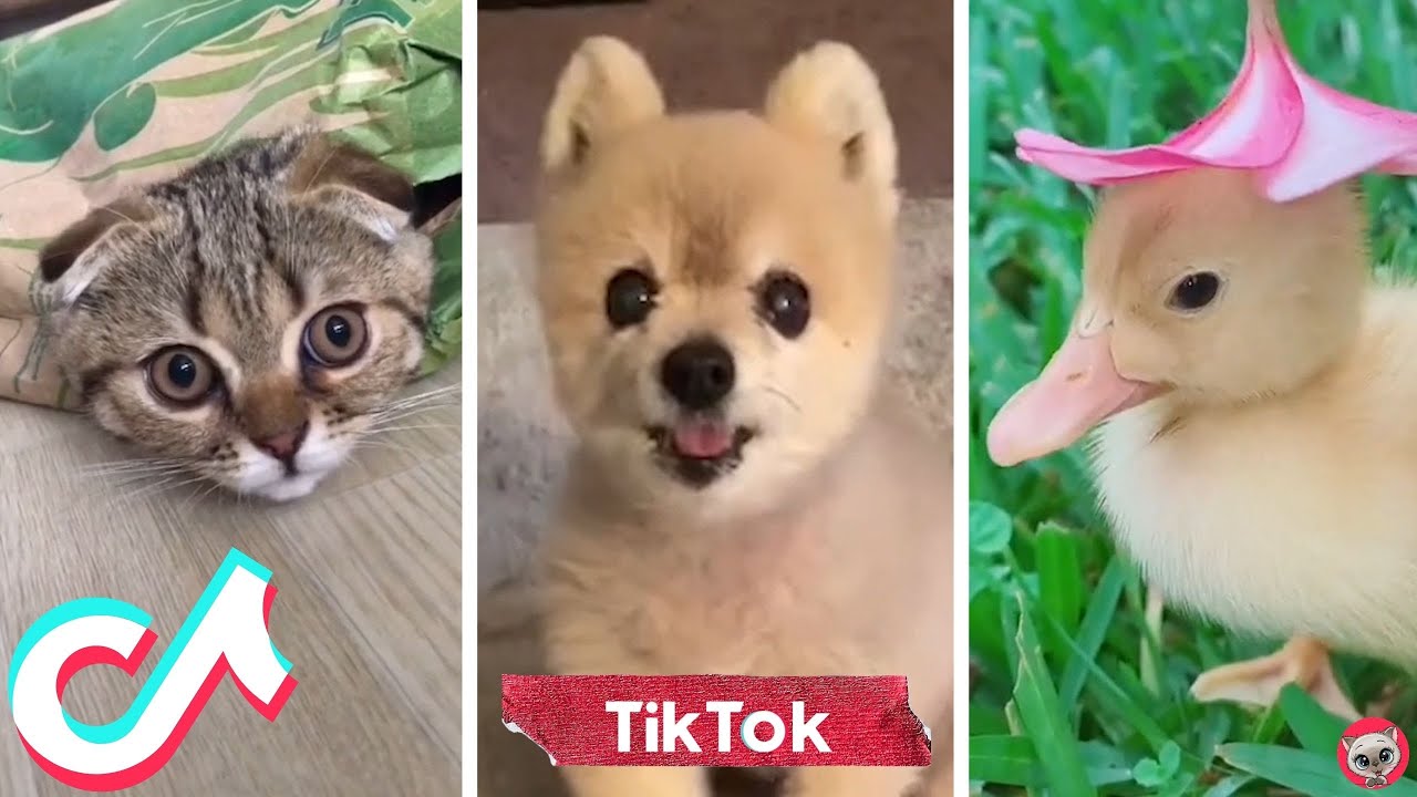 TikTok Pets Doing Funny Things 🐥 Funny Animals Life 🤣 Animal Funday ...