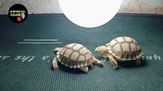 Animal Asmr : Tortoise eating lettuce