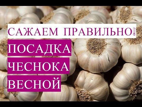 Как Посадить Чеснок Правильно! Посадка Чеснока Весной.