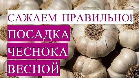 Как Посадить Чеснок Правильно! Посадка Чеснока Весной.