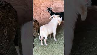 Ya Soy Abuela Valentina Tuvo Dos Chivitos