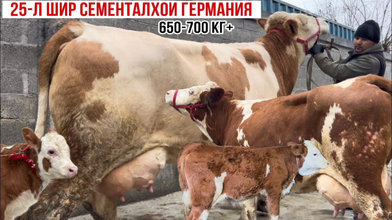 ГЕРМАНСКИЙ СЕМЕНТАЛ 20-25 л ШИР  5 марта 2026 г.