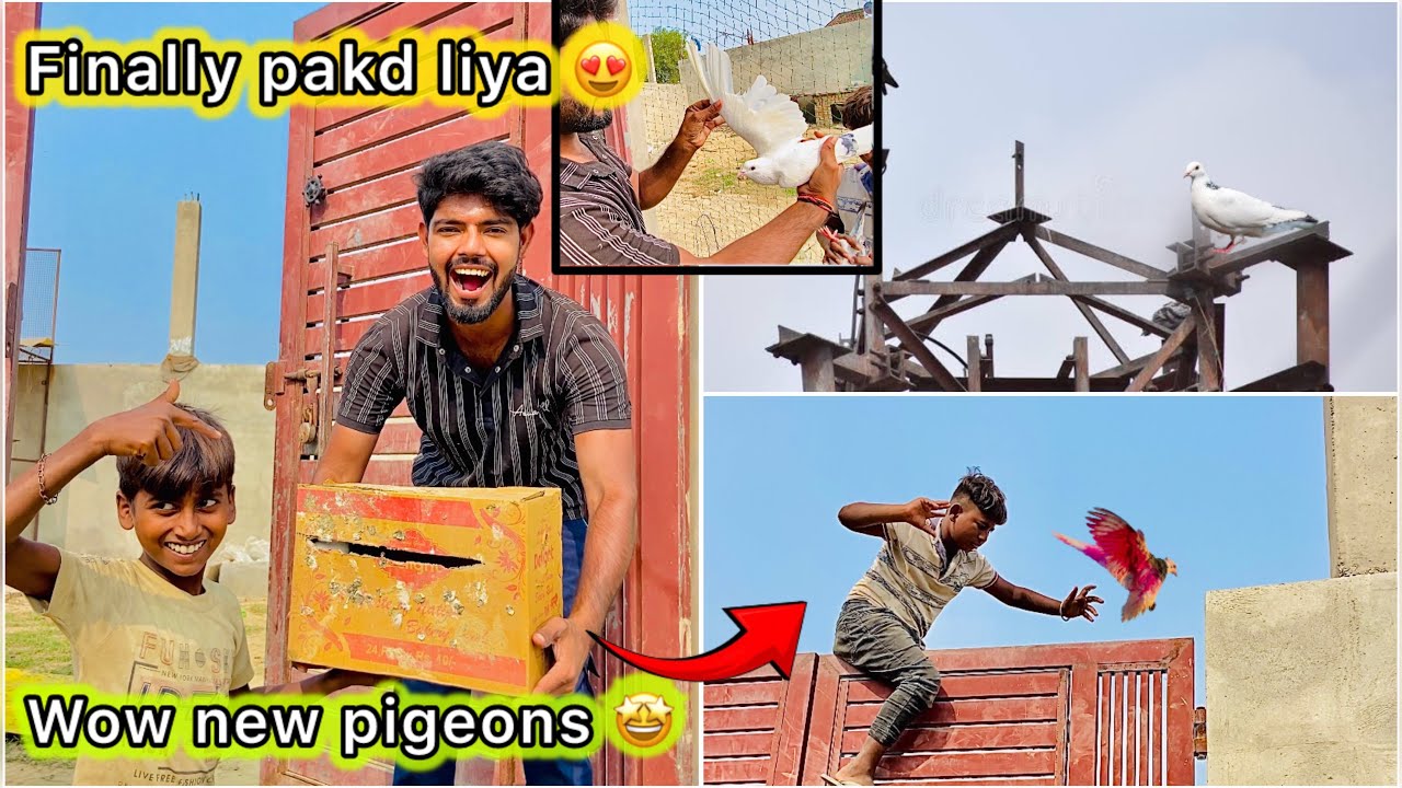 Tower Se Pakda Kabutar 😮 || Naye pigeons kharid liye 😍🕊️