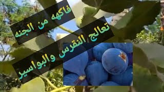174- A plant from paradise on Earth that boosts immunity and treats gout and hemorrhoids screenshot 5