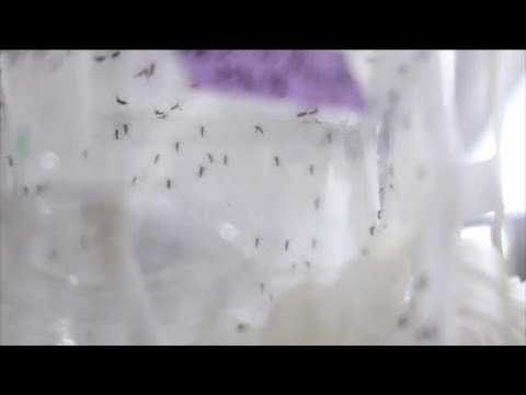 Collier County seeing a raise in mosquitoes