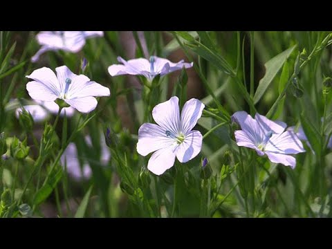 涼しげ薄紫 当別で亜麻の花が見頃 17 07 07 北海道新聞 Youtube