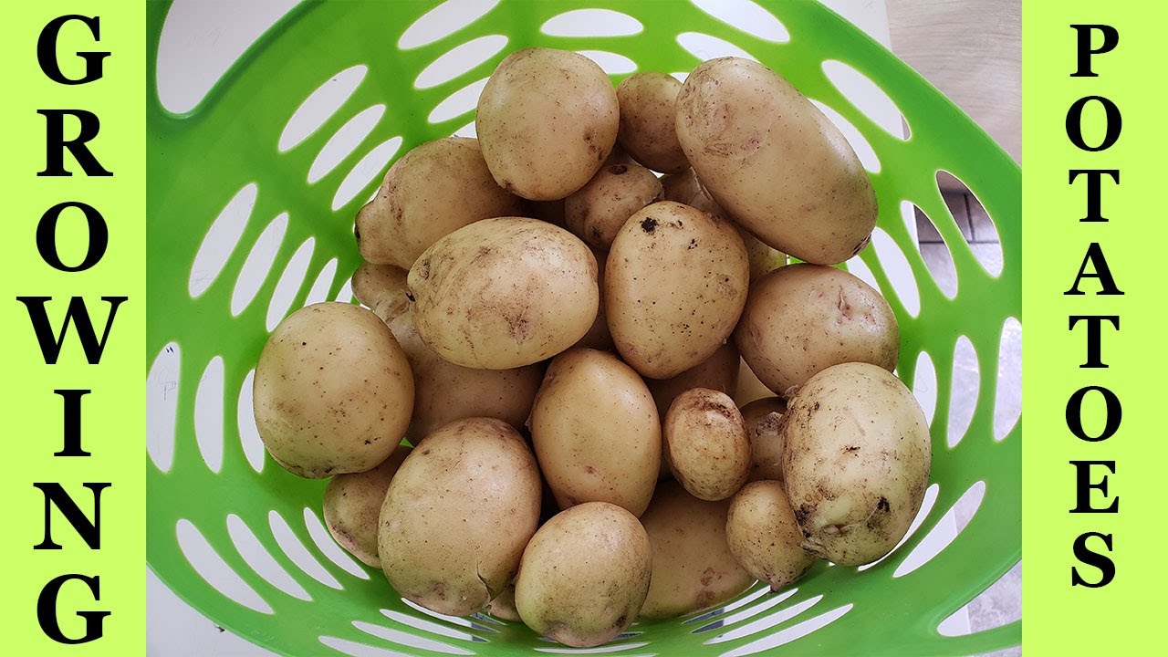 Yokon Gold Potato