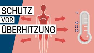 Wie Wird Die Körpertemperatur Bei Hitze Geregelt?