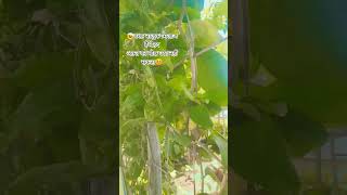 shaiyar Tu Rutha hy mujashe. 🥰#sayari #love #shyari