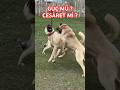 Ref:eQQeC5vxUn0 K�pekler n l derl k m�cadeles  #karaba  #beraz #anadoluaslan  #kangal #anadolu�obank�pegi