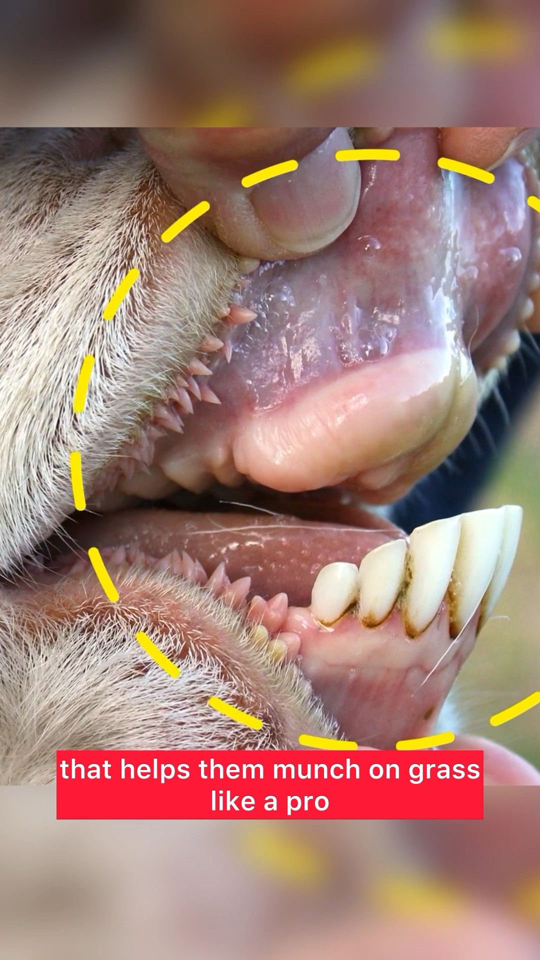 You'll Be Shocked If You Catch a Cow Smiling at You! #cow #teeth #funfacts