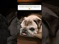 Cute Pug Tongue 😋 licky licky 🤣Original Pug - dog being cute #dogshorts #pug #lickylicky #pugs