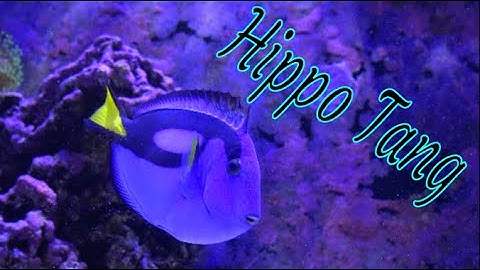 Blue Tang Care Guide