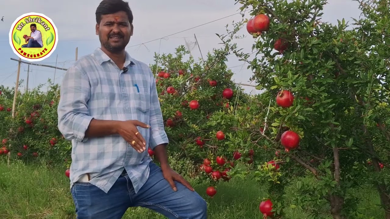 #Pomegranate #ವಿಶ್ರಾಂತಿ ಅವಧಿಯಲ್ಲಿ ಗೊಬ್ಬರ ನಿರ್ವಹಣೆ | Fertilizer Managment in Rest Period 