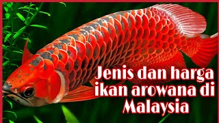 Jenis dan harga ikan arowana di malaysia