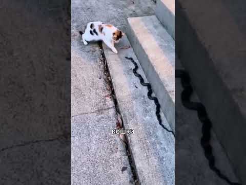 Почему кошки не боятся змей? 🐍🐱 #природа