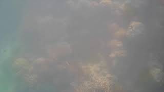 Underwater Cam - Green Island - Great Barrier Reef